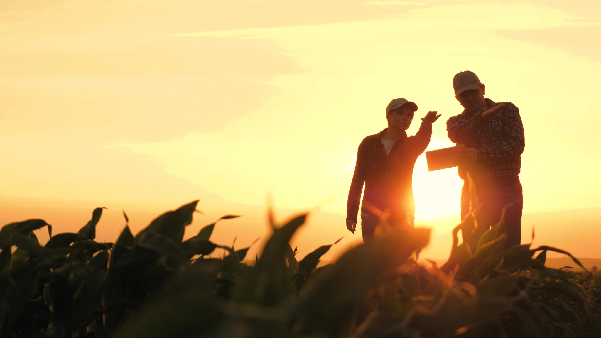 silhouette two farmers work tablet sunset, farming teamwork group people contract handshake agreement sunset corn wheat, going happy walking farmers successful contract background information ground man day two standing engineer view businessmen farm shaking focusing dialo
